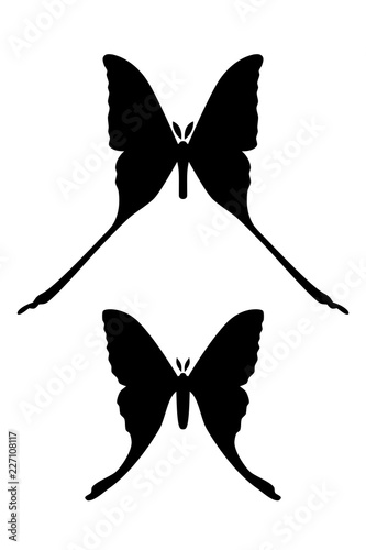 Comet moth vector isolated on white. Male and female. Set of icon photo
