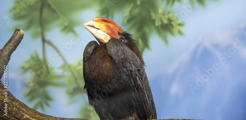 rufous hornbill (Buceros hydrocorax, Philippine hornbill, kalaw)-- is a large species of hornbill photo