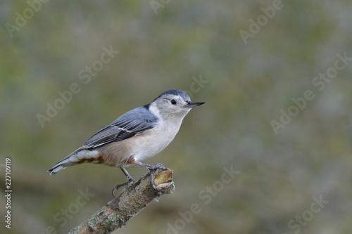 White Breasted Nuthatch on branch