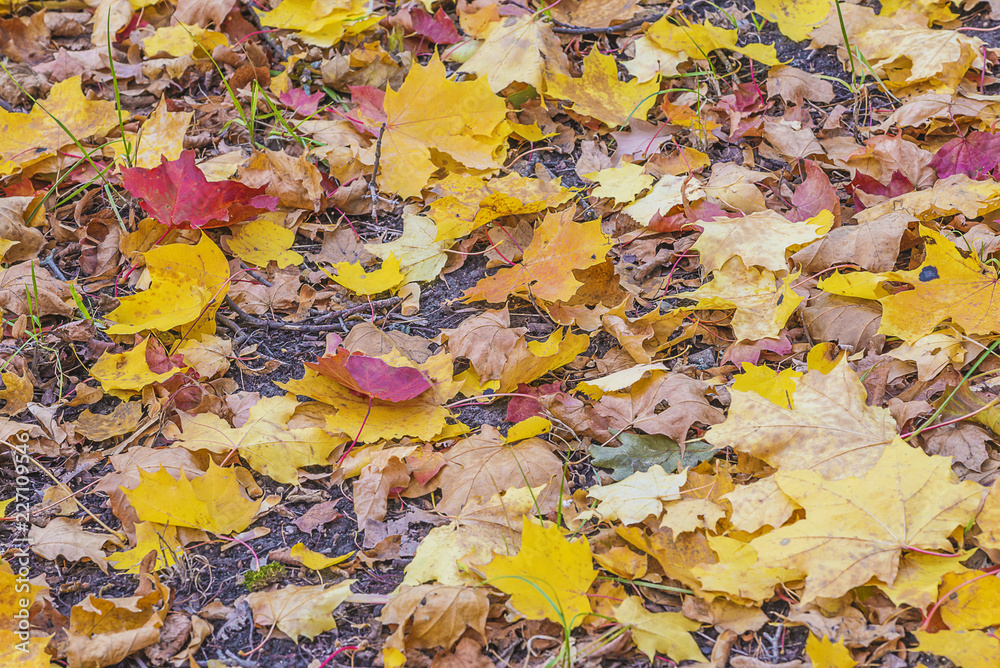 Beautiful multicolored autumn leaves background