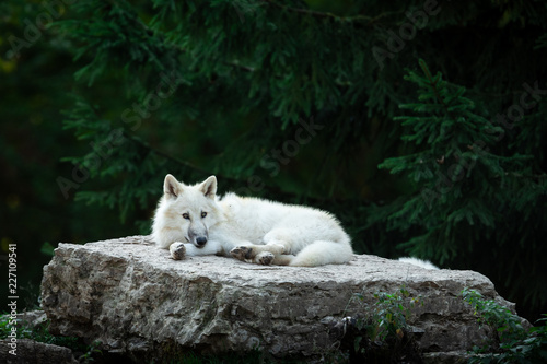 Artic Wolf in the forest