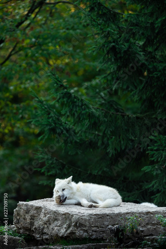 Artic Wolf in the forest