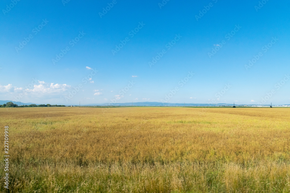 Beautiful yellow field against a blue sky