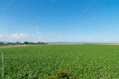 Green field against a blue sky in Romania