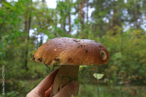 Borowik trzymany w dłoni na tle jesiennego lasu photo