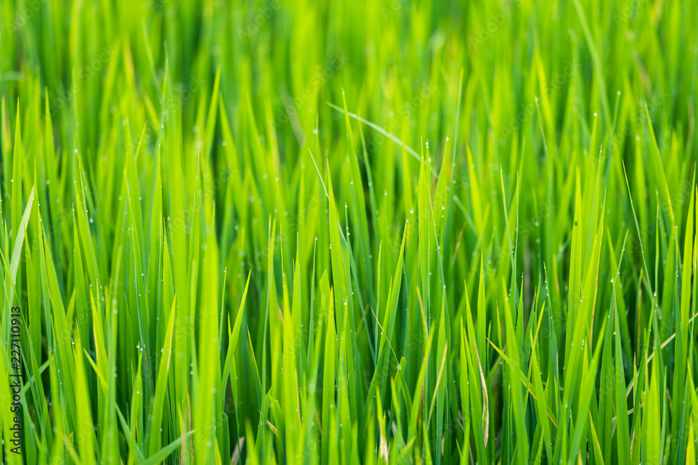Green rice leaves fields with water droplets in Thailand. Fresh spring green grass.Cornfield background. Green rice leaves fields with water droplets in Thailand. Fresh spring green grass.Cornfield background.