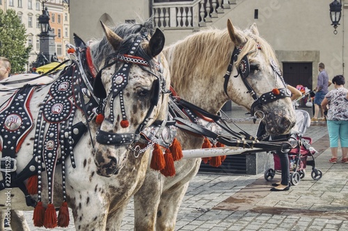 pięknie wystrojone konie krakowskich dorożek na tle sukiennic