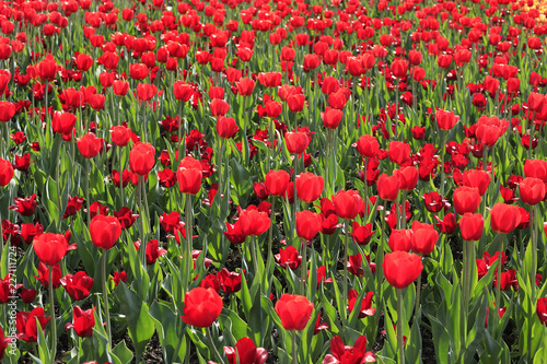 Fototapeta Naklejka Na Ścianę i Meble -  Beautiful red tulips glowing on sunlight