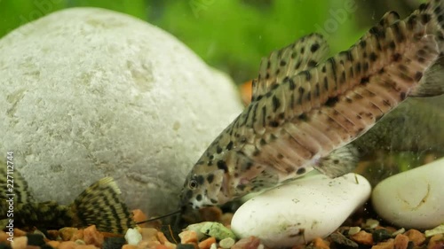 Aquarium catfish megalechis thoracata eating near a stone under water photo