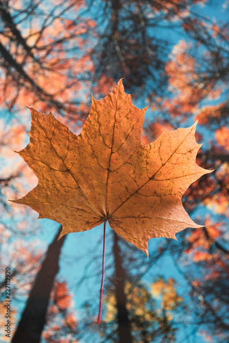 Falling maple leaf. Low angle. Autumn collection