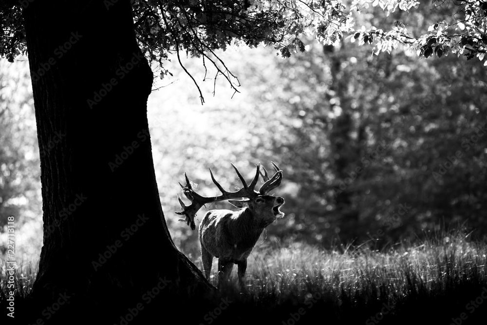 Deer in the forest