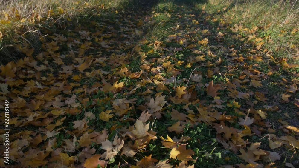 autumn road autumn road