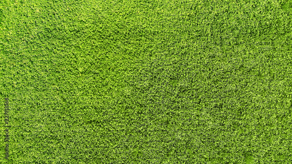 Green grass texture background. View above. - obrazy, fototapety, plakaty 