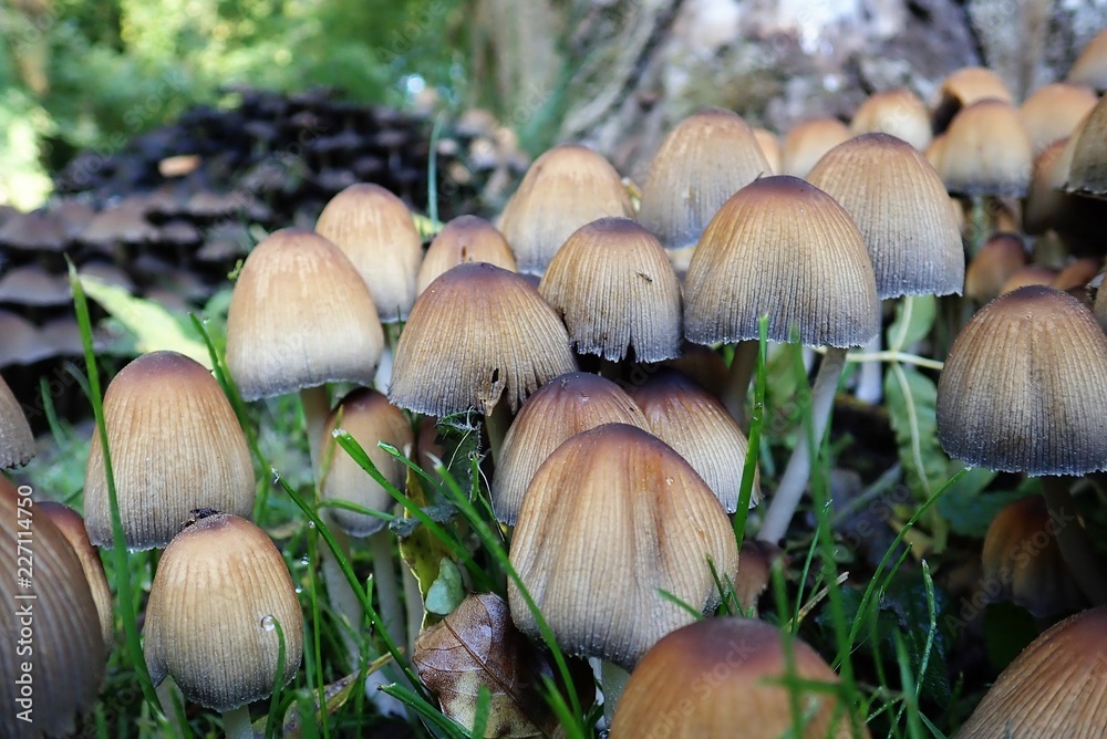 Close-up of young common ink cap mushrooms Close-up of young common ink cap mushrooms