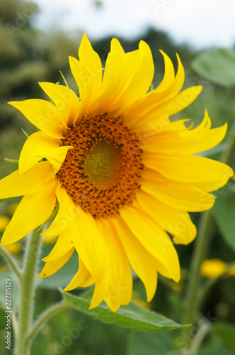 Fototapeta Naklejka Na Ścianę i Meble -  Helianthus or sunflower flower head 