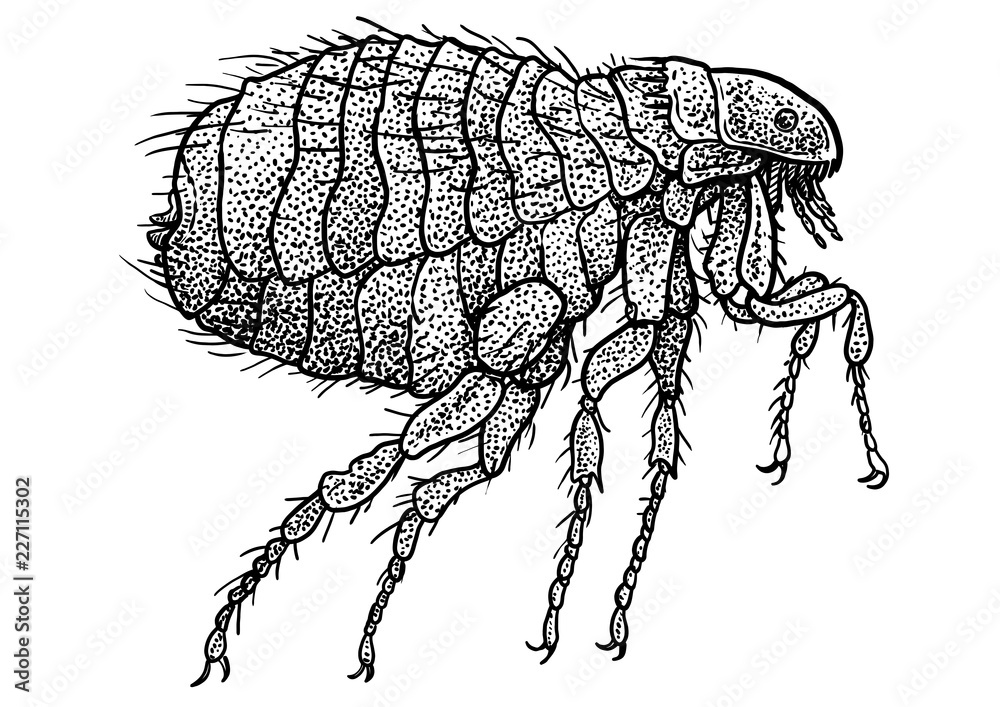 how to draw a flea