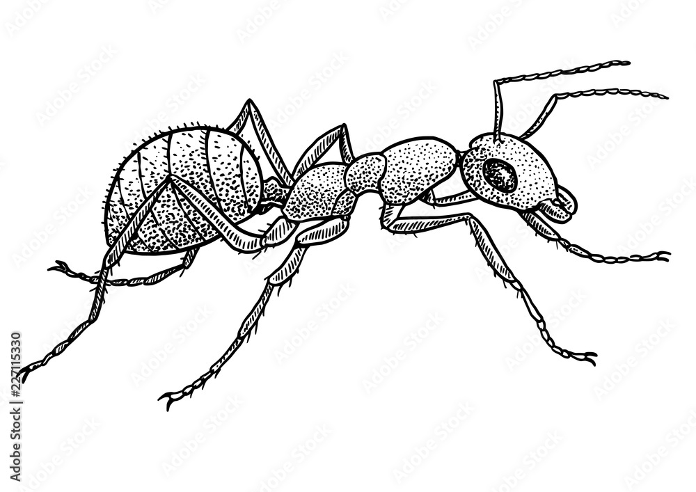 Ant illustration, drawing, engraving, ink, line art, vector Stock Vector Adobe Stock