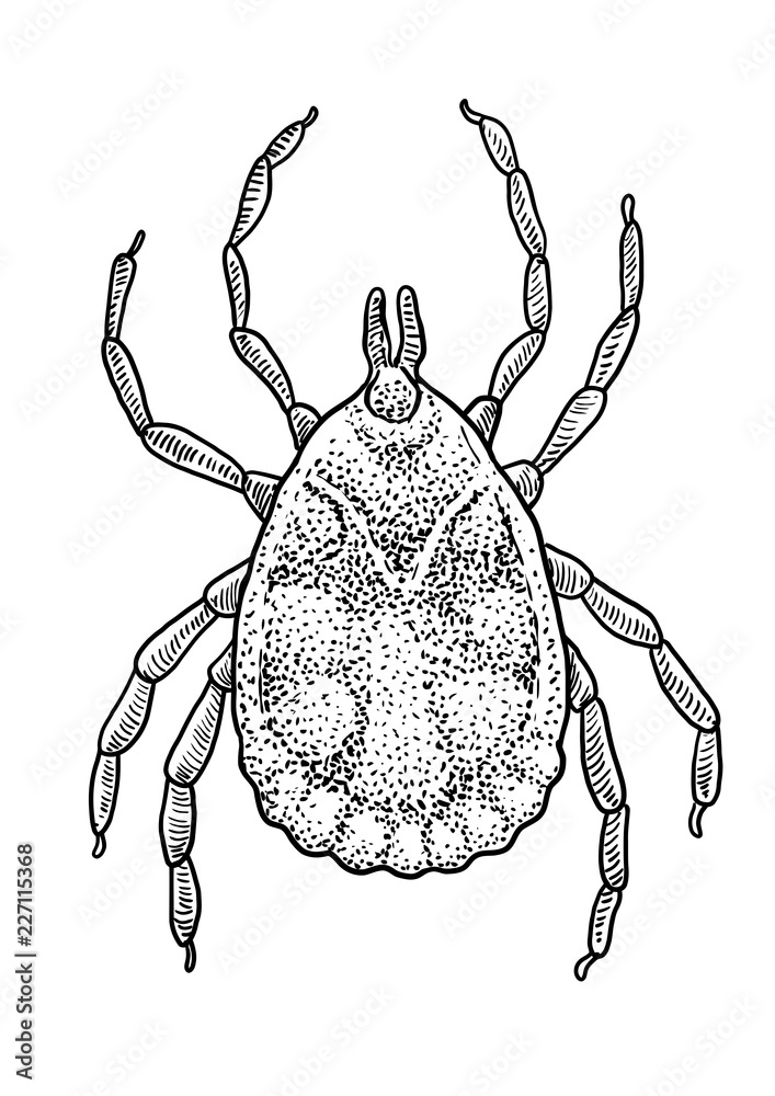 Tick illustration, drawing, engraving, ink, line art, vector
