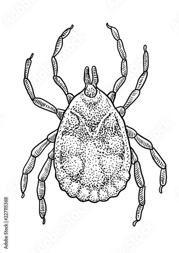 Tick illustration, drawing, engraving, ink, line art, vector
