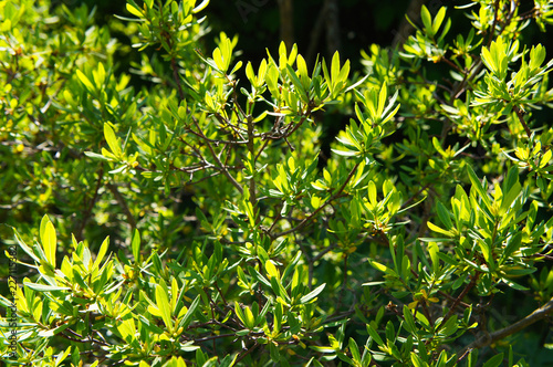 Myrica pensylvanica or bayberry green plant in sunlight