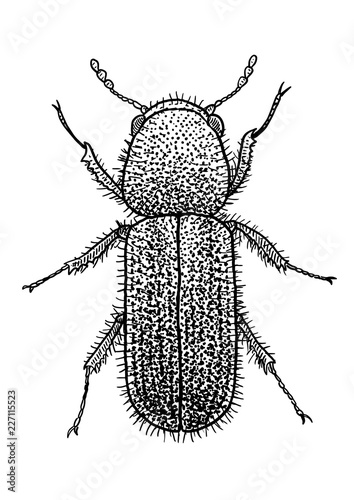 Bark beetle, suu illustration, drawing, engraving, ink, line art, vector