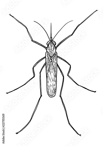 Mosquito illustration, drawing, engraving, ink, line art, vector