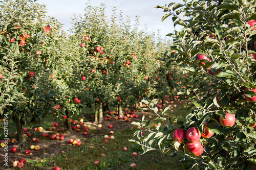Row of apple trees with ripe red and yellow apples  in an orchard - branch with a cluster of apples in foreground