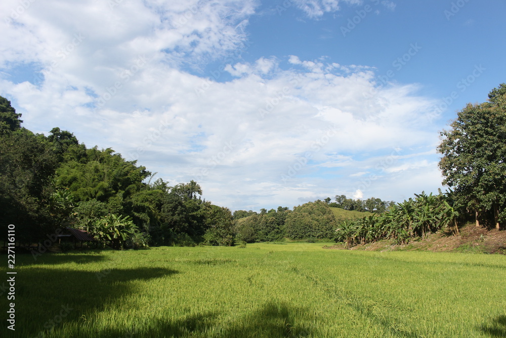 green rice field with blue sky