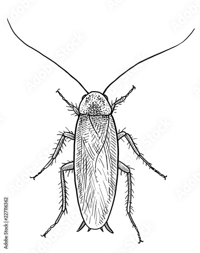 Cockroach illustration, drawing, engraving, ink, line art, vector photo