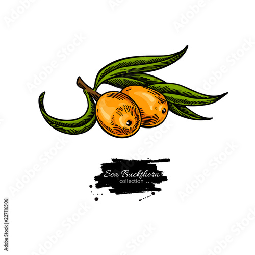 Sea buckthorn vector drawing. Isolated berry branch on white bac