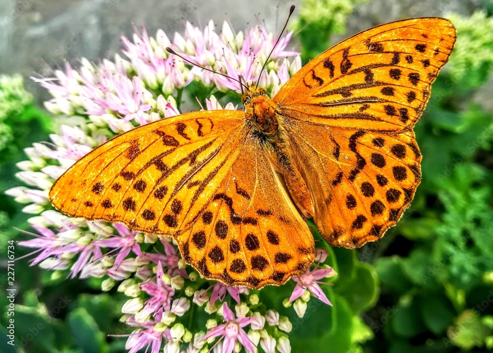 Butterfly on flower in an open environment
Butterfly on flower in an open environment