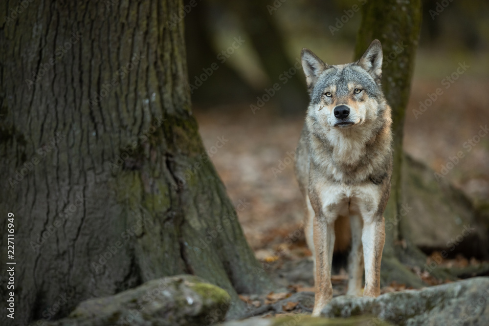 Fototapeta Szary wilk w lesie