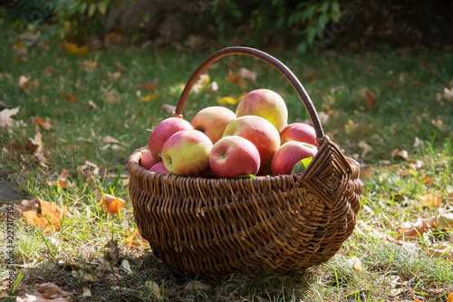 A wicker basket with ripe red and yellow apples standing on the grass in a garden