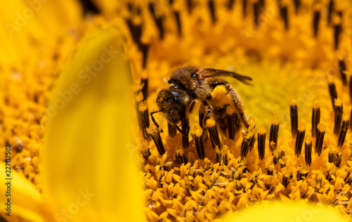Honigbiene sammelt Nektar in einer Sonnenblume