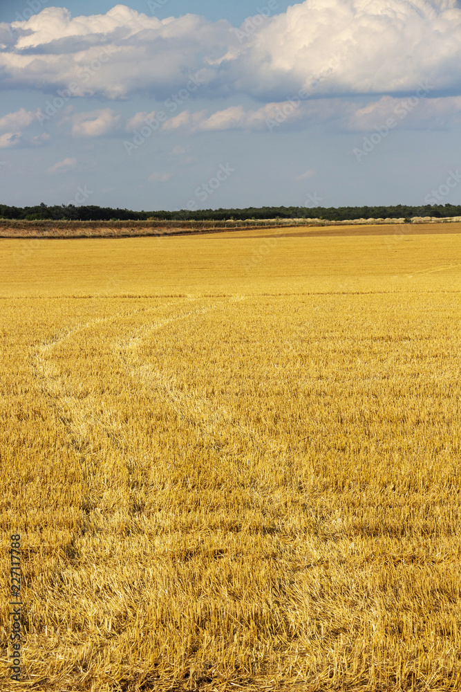 Tractor tracks through a stubble field, June Bulgarian agricultural landscape Tractor tracks through a stubble field, June Bulgarian agricultural landscape