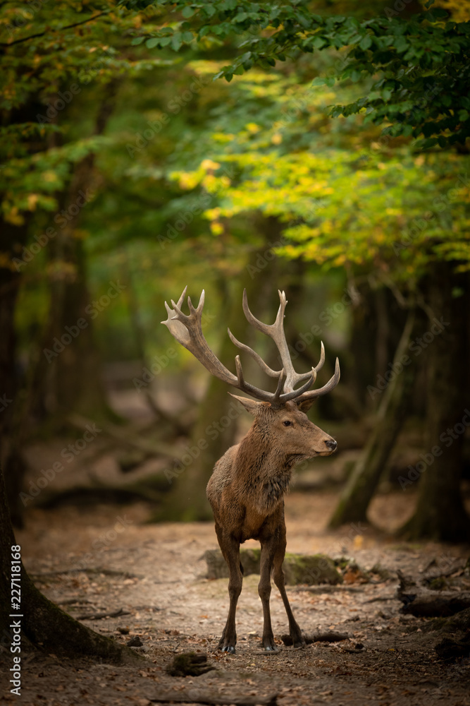 Obraz premium Deer in the forest