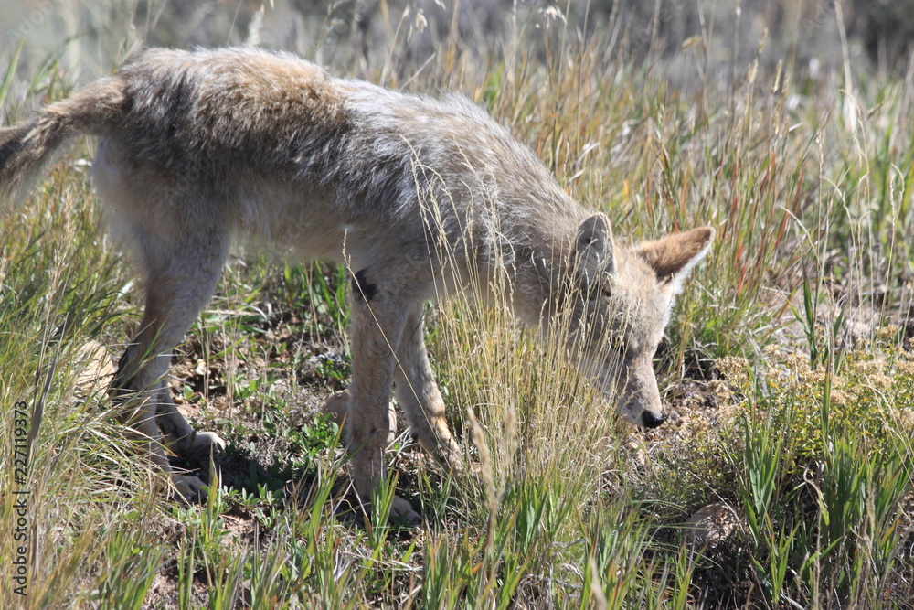 Obraz premium Coyote