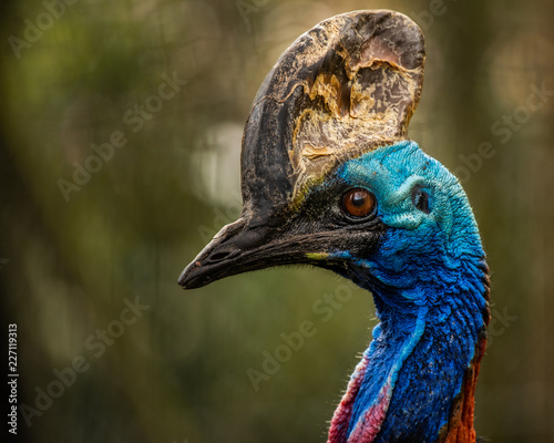 Fotografija The southern cassowary is a large flightless black bird