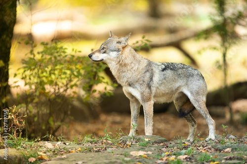 Grey wolf in the forest