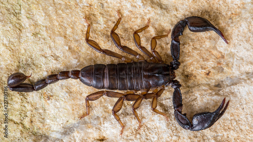 Scorpion auf einem Stein