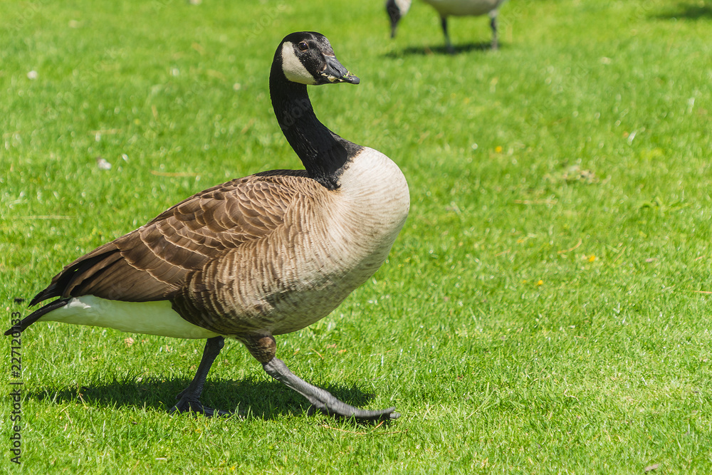 Duck on green grass Duck on green grass