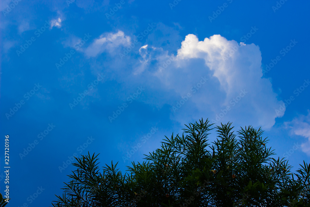 Fototapeta premium A tree seen with sky and clouds on a nice bright day