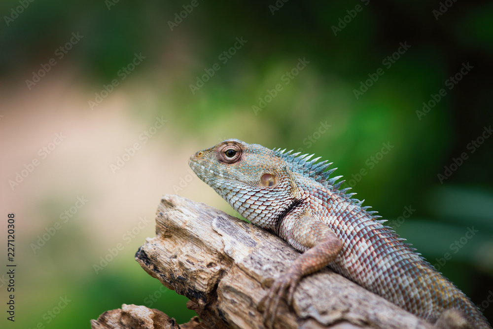 A Garden Lizard seen sitting on a log in the park with a nice beautiful soft green blurry background.