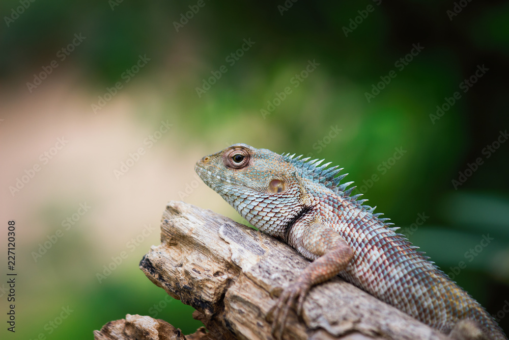 A Garden Lizard seen sitting on a log in the park with a nice beautiful soft green blurry background. A Garden Lizard seen sitting on a log in the park with a nice beautiful soft green blurry background.