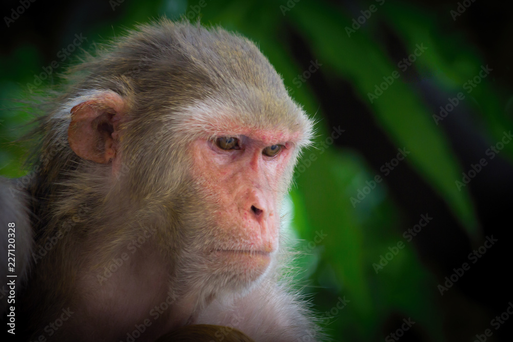 The Rhesus Macaque Monkey sitting on the tree in its natural habitat. The Rhesus Macaque Monkey sitting on the tree in its natural habitat.