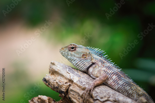 A Garden Lizard seen sitting on a log in the park with a nice beautiful soft green blurry background.