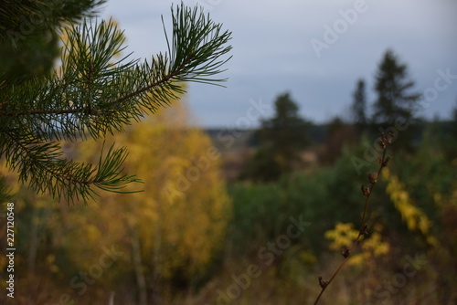 pine branch