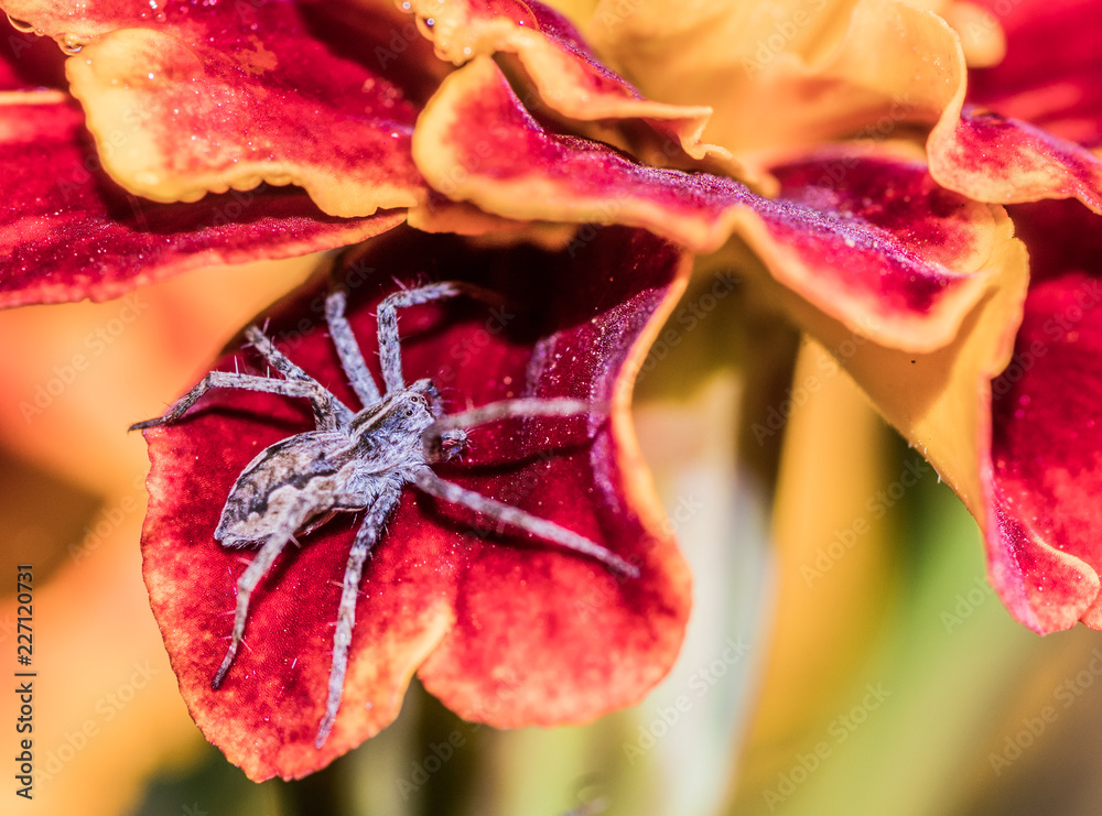 malutki pająk skakun na płatku pomarańczowego kwiatu aksamitki - obrazy, fototapety, plakaty 