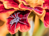 malutki pająk skakun na płatku pomarańczowego kwiatu aksamitki