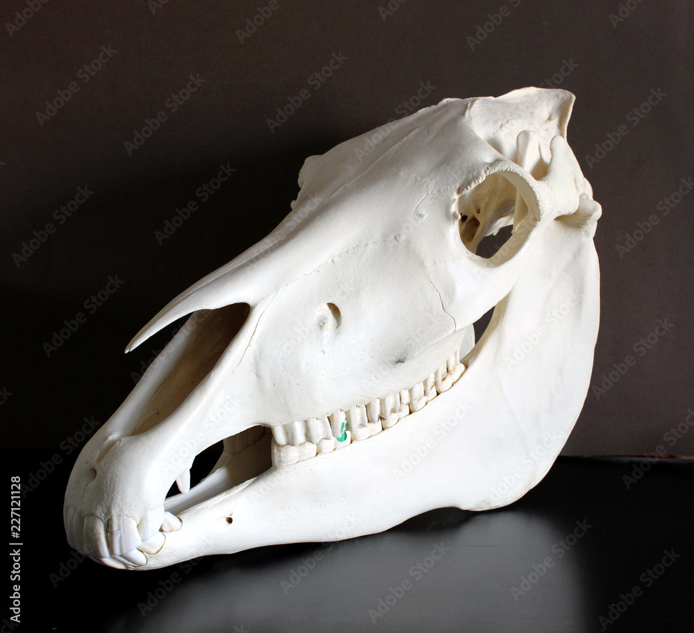 Horse skull photo. Horse teeth. Learning materials for veterinarians